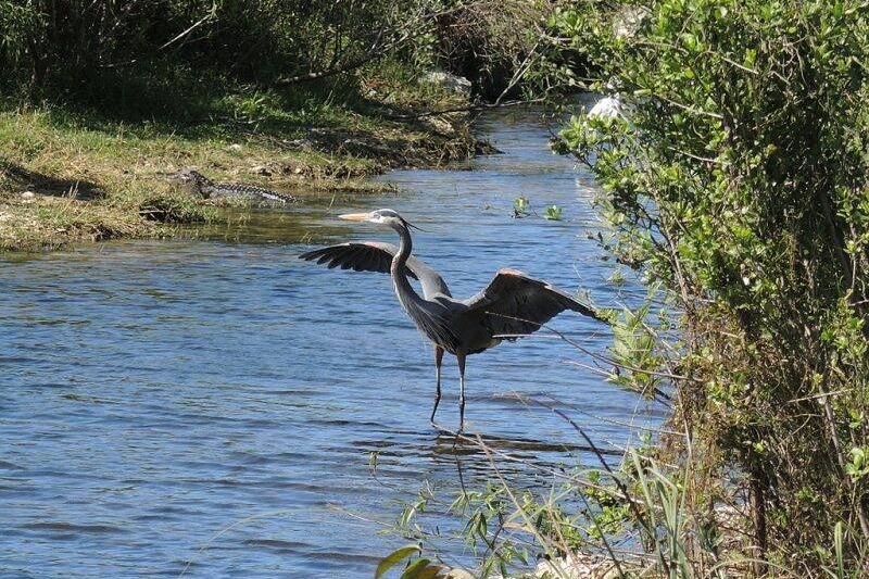 Bird at Oasis Visitor Center of Big Cypress National Preserve