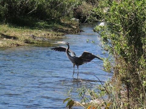 Bird at Oasis Visitor Center of Big Cypress National Preserve