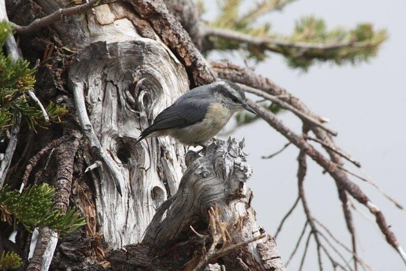Red-breasted Nuthatch.