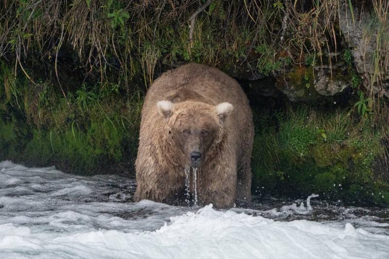 Bear 128 Grazer in a river. 