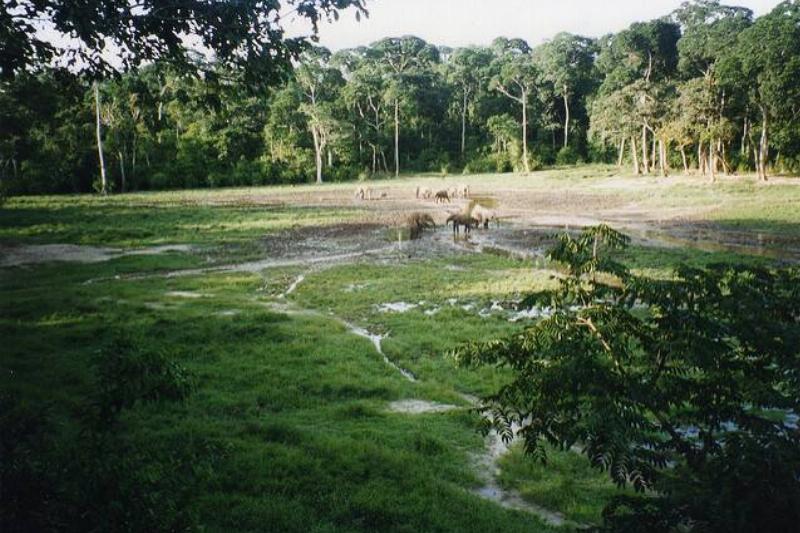 Dzanga-Sangha National Park.