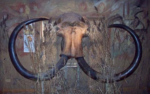 Scull of a woolley mammoth found in Doggerland. 