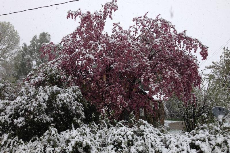 Snow on a crabapple tree. 