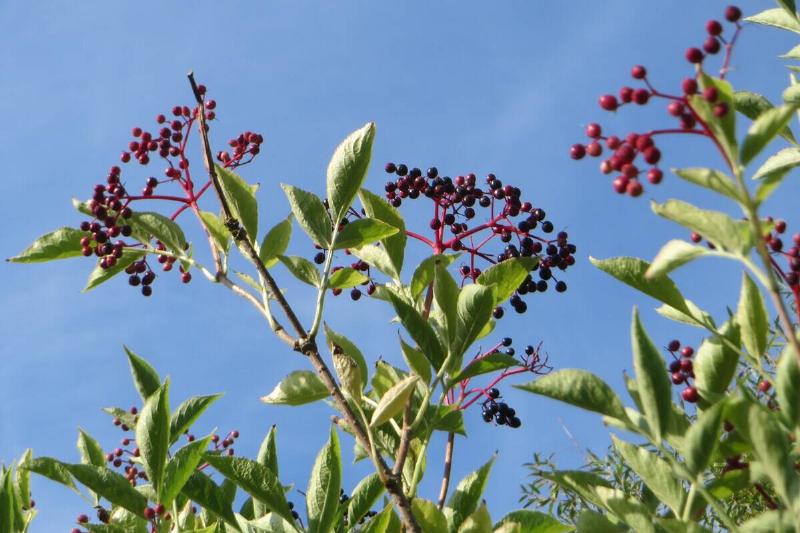 Black elderberry berries. 
