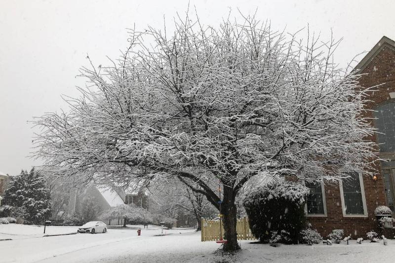 Oak tree in snow in front of a house.