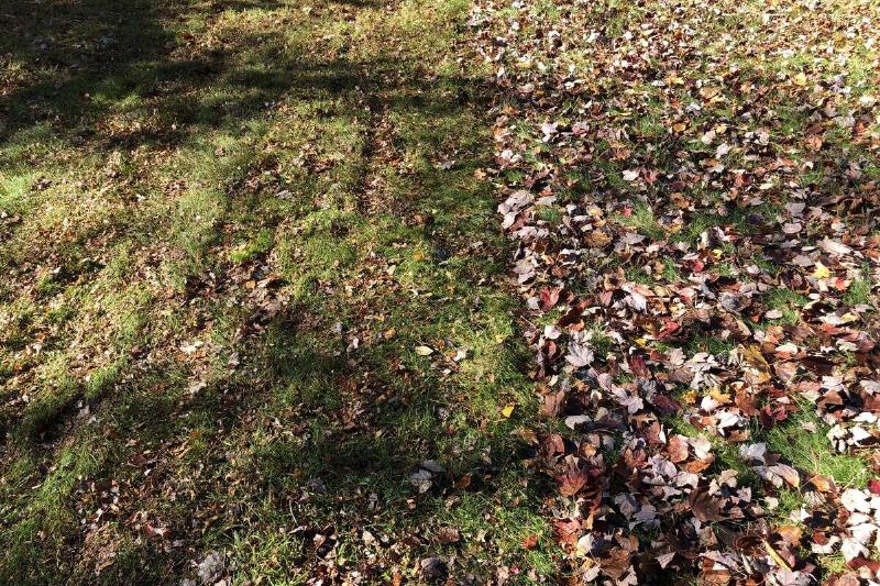 A lawn with fallen leaves where half have been shredded by a mulching mower.