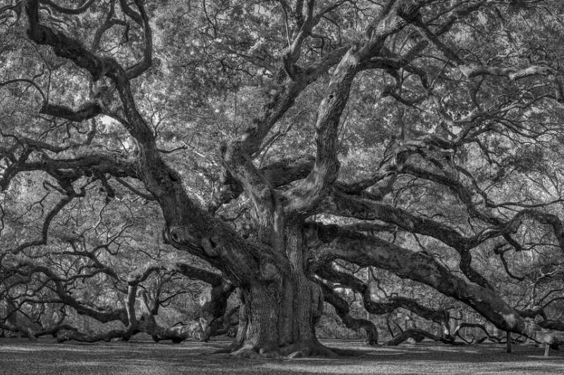 The Angel Oak.