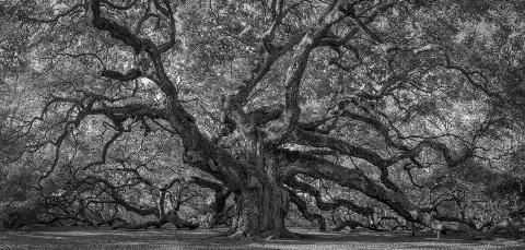 The Angel Oak.