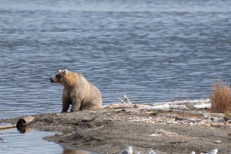 Bear 435 Holly sitting by the river. 