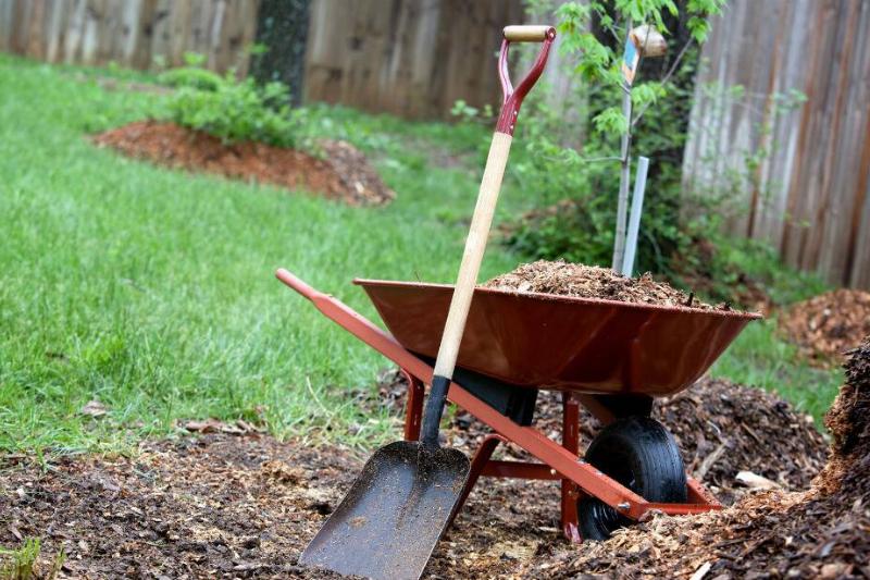 Shovel and wheelbarrow full of mulch. 
