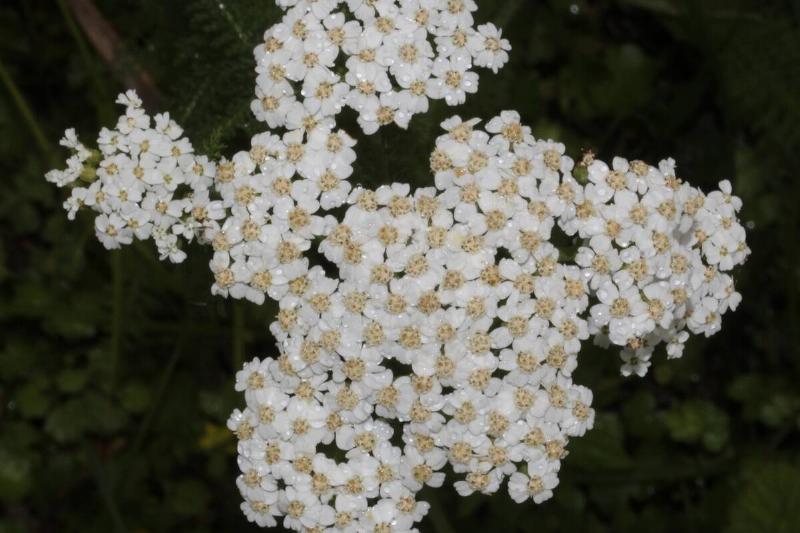 Yarrow flower.