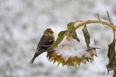 American goldfinch on sunflower in winter.