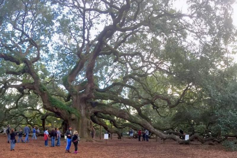 People around the Angel Oak.
