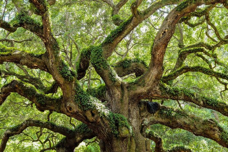 Angel oak tree.