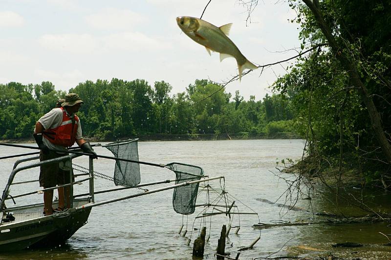 Asian carp leaping high out of the water. 