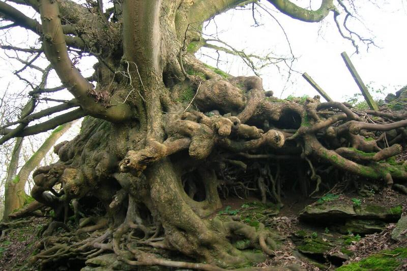 Roots of large sycamore tree. 