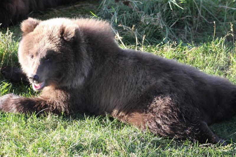 Bear 132 Cub in Katmai. 
