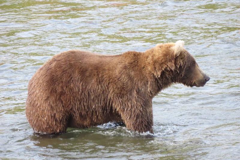 Bear 164 Fat in a river. 