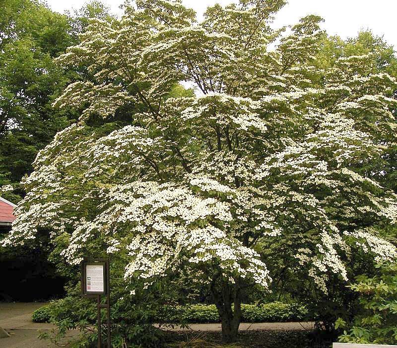Dogwood tree