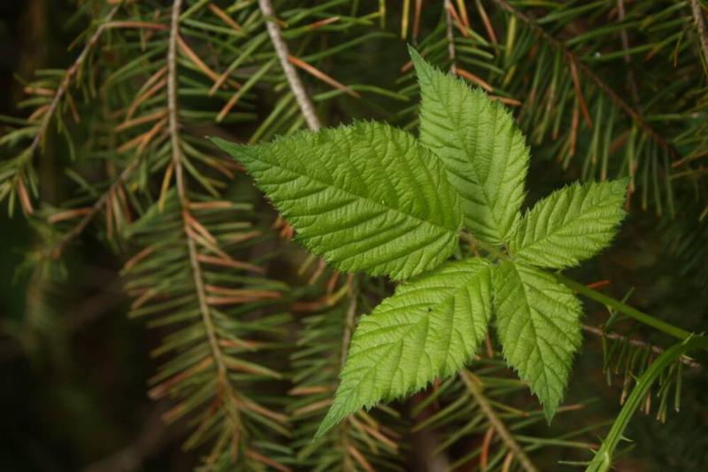 Blackberry leaves.