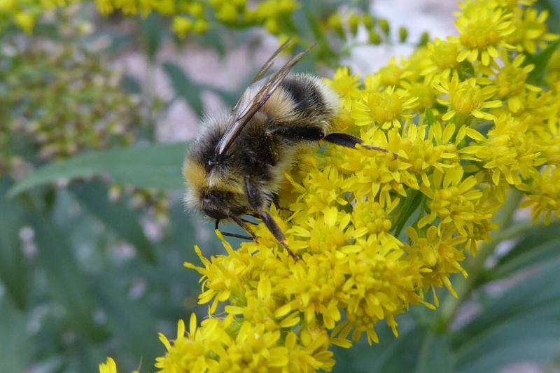 Bee on goldenrod plant.