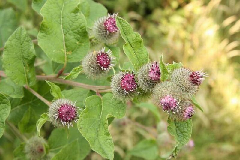 Burdock plant.