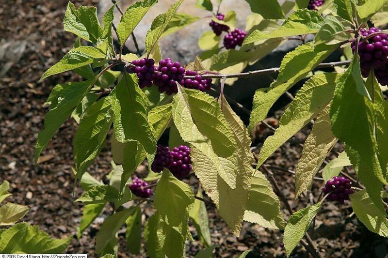 American beautyberry plant.