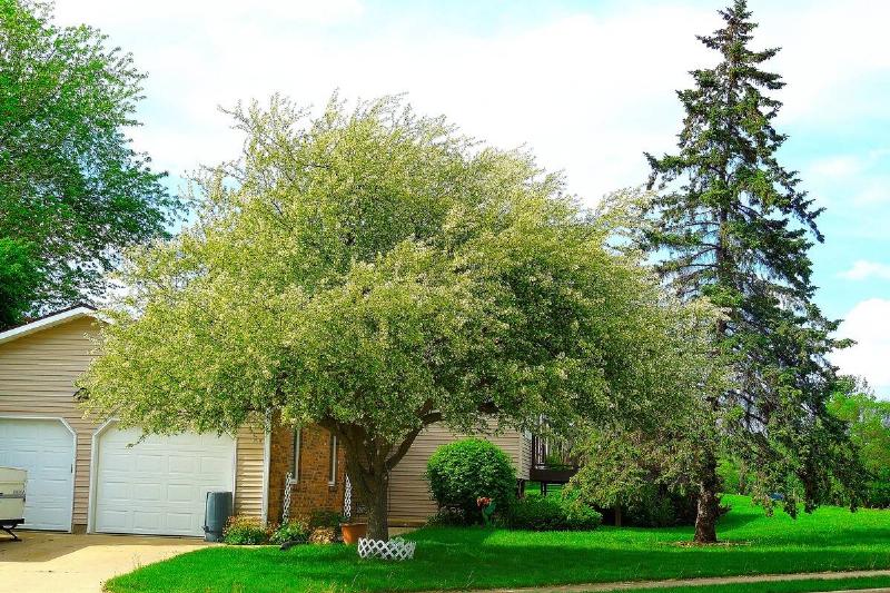 Crabapple tree in front of a house.
