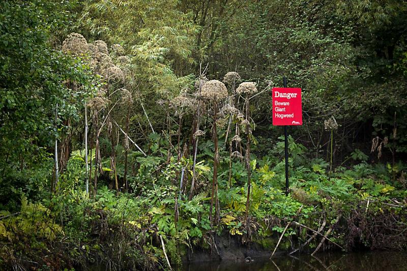 Red beware giant hogweed sign in garden. 