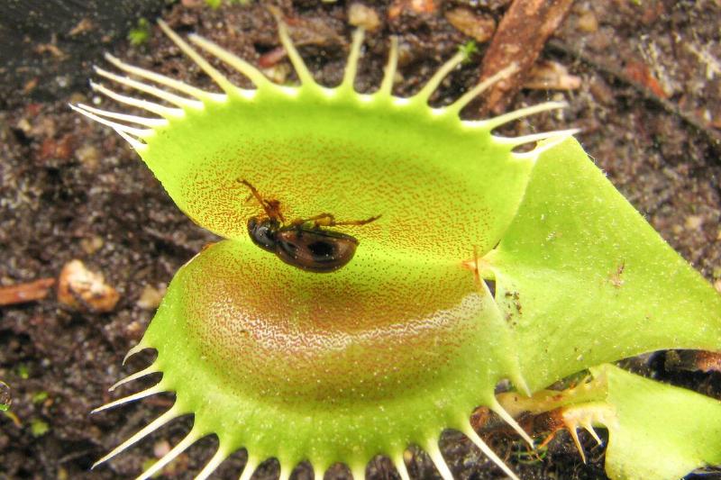 Beetle trapped by venus flytrap. 