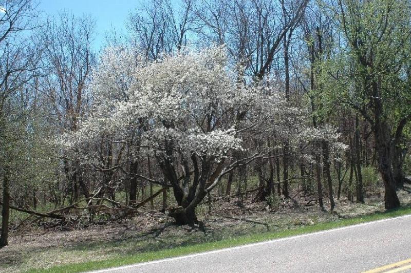 Serviceberry tree on the side of a road. 