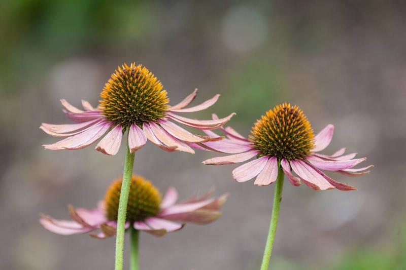 Echinacea flower.