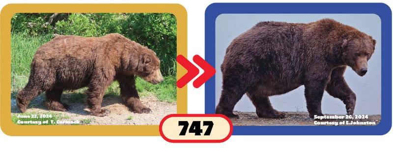 Graphic of bear 747 before and after bulking up.