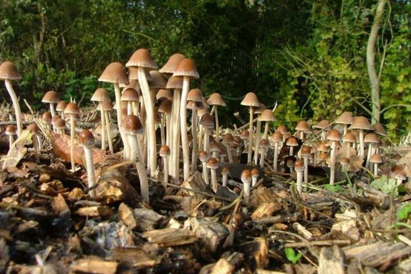 Fungi growing from willow wood chips. 
