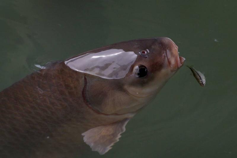 Asian carp struggling to swim after being poisoned.