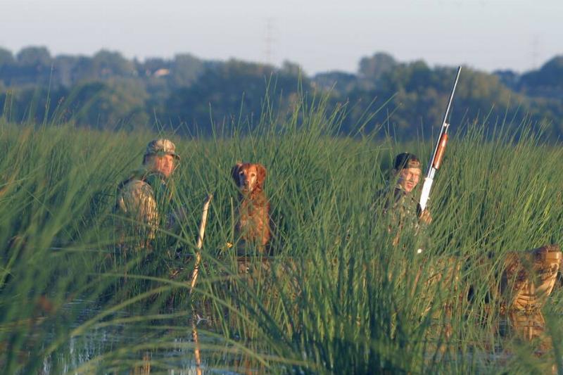 Two people and two dogs out hunting in tall grass.