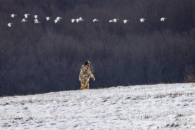 John Heidler walks along a hillside ridge to retrieve a downed Canada goose