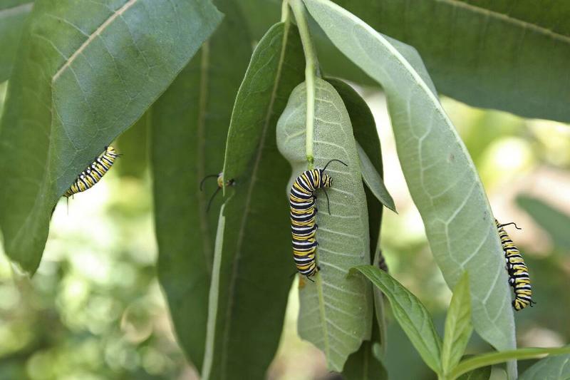 Monarch butterfly caterpillars rest on milkweed leaves.
