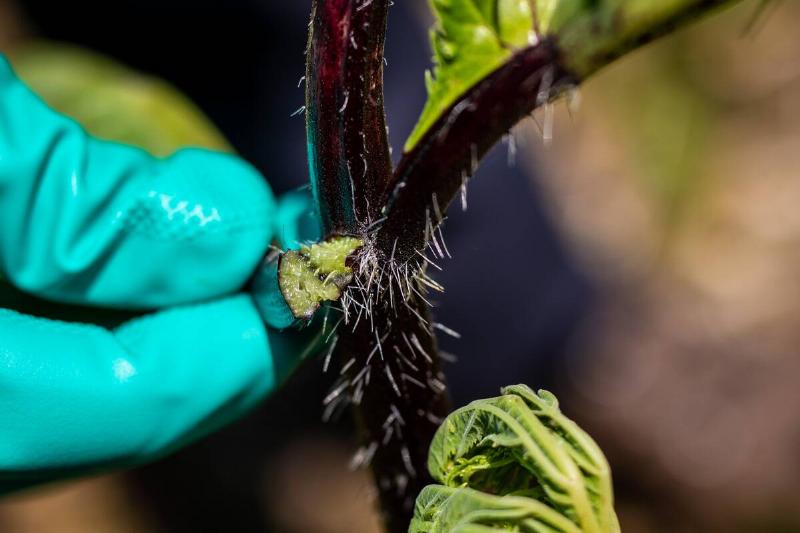 Hand scraping sap off of giant hogweed plant. 