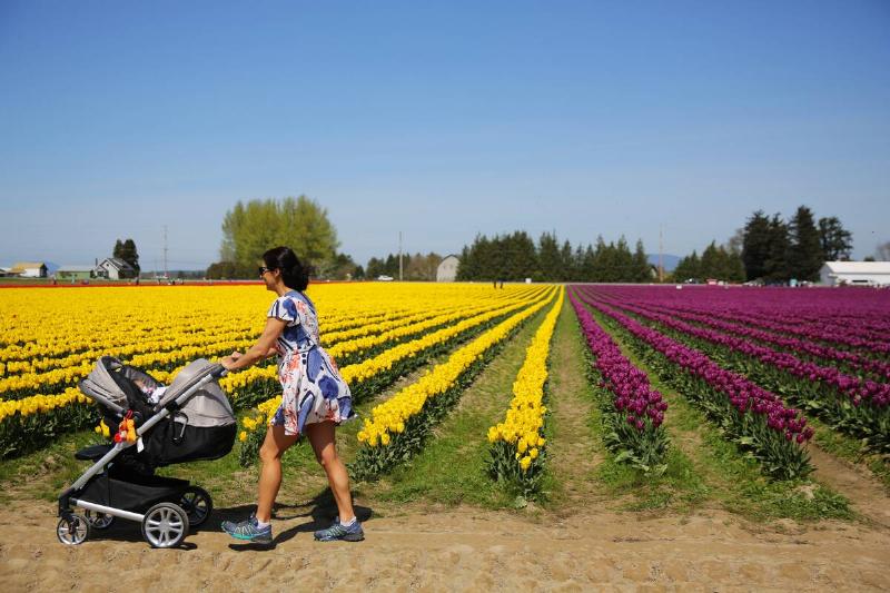 Colorful flowers paint the landscape of the annual Skagit Valley Tulip Festival on Wednesday, April 25, 2017.
