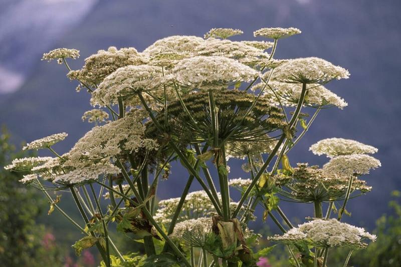 Giant hogweed plant. 