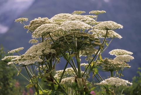 Giant hogweed plant. 