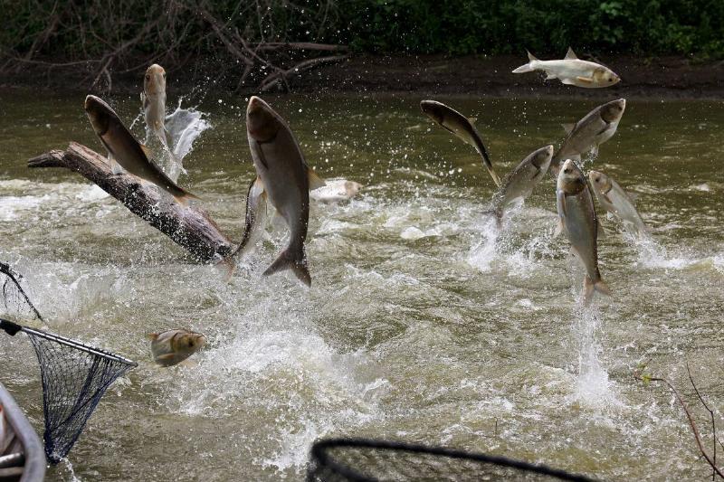 Invasive carp leap from the Illinois River during the Original Redneck Fishing Tournament on Aug. 4, 2023.