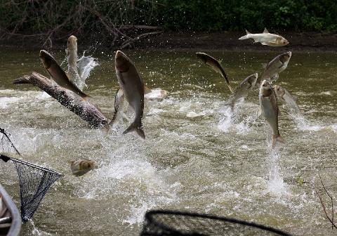 Invasive carp leap from the Illinois River during the Original Redneck Fishing Tournament on Aug. 4, 2023.