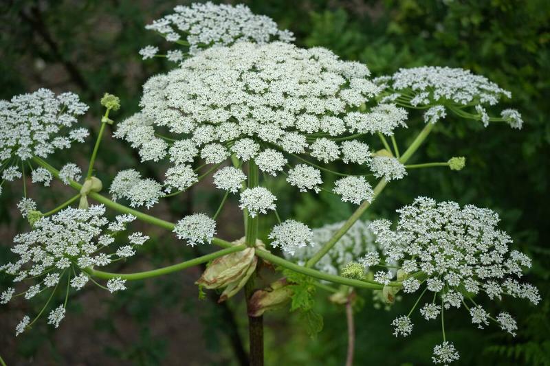 Giant hogweed plant. 