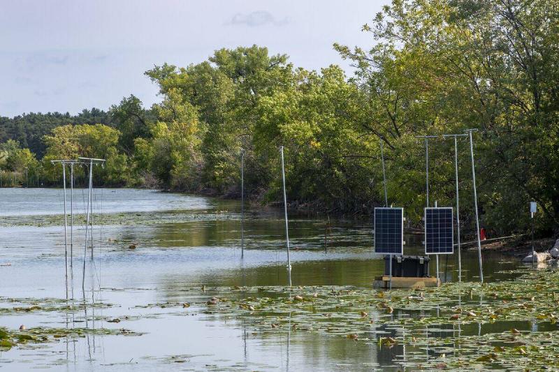 Invasive carp species removal nets underwater in Vadnais Heights, Minnesota.