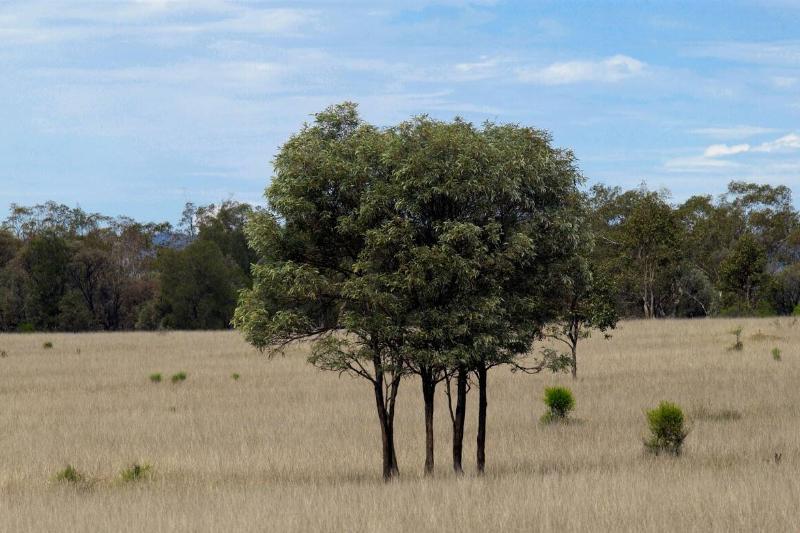 Trees, Queensland, Australia.