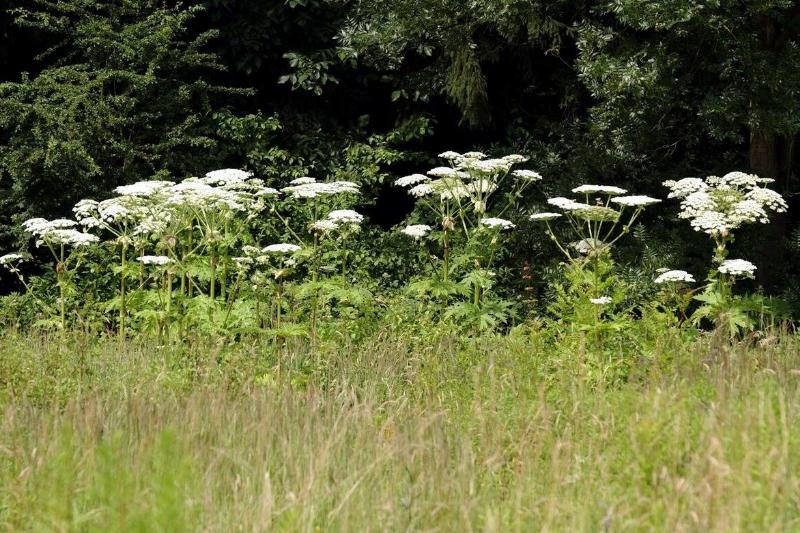 Path of giant hogweed growing in grass. 