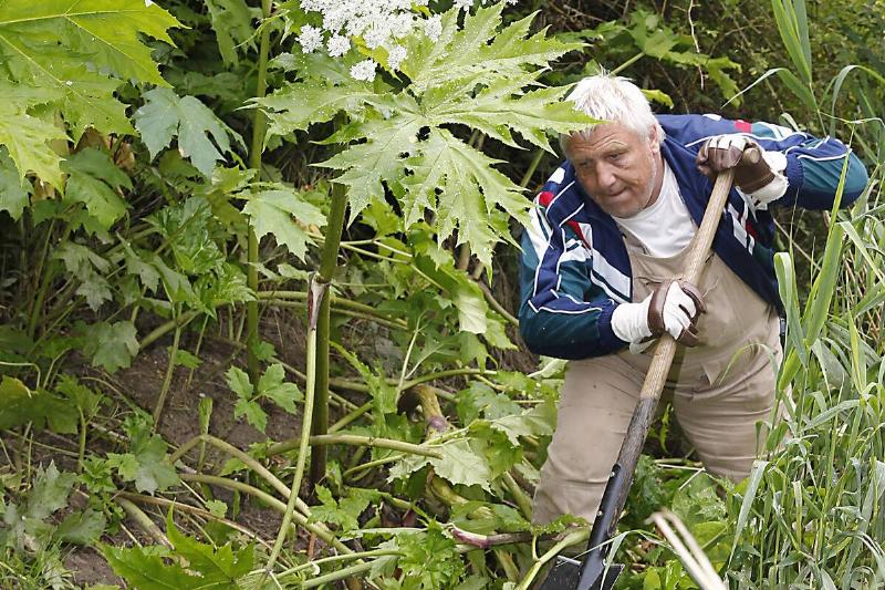 Man removing giant hogweed plant with a spade. 