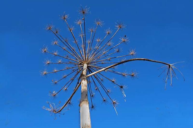 Giant hogweed seed head.